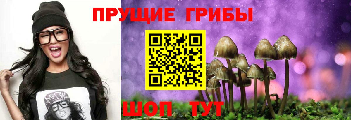Псилоцибиновые грибы Psilocybe Лиски